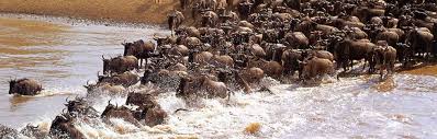 wildebeest migration a force of nature